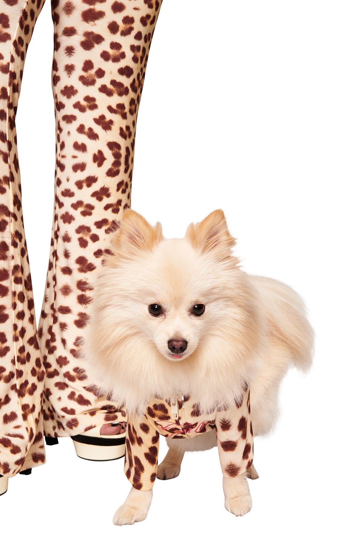 BLARE BEST FRIEND DOG HOODIE - WILD CARD