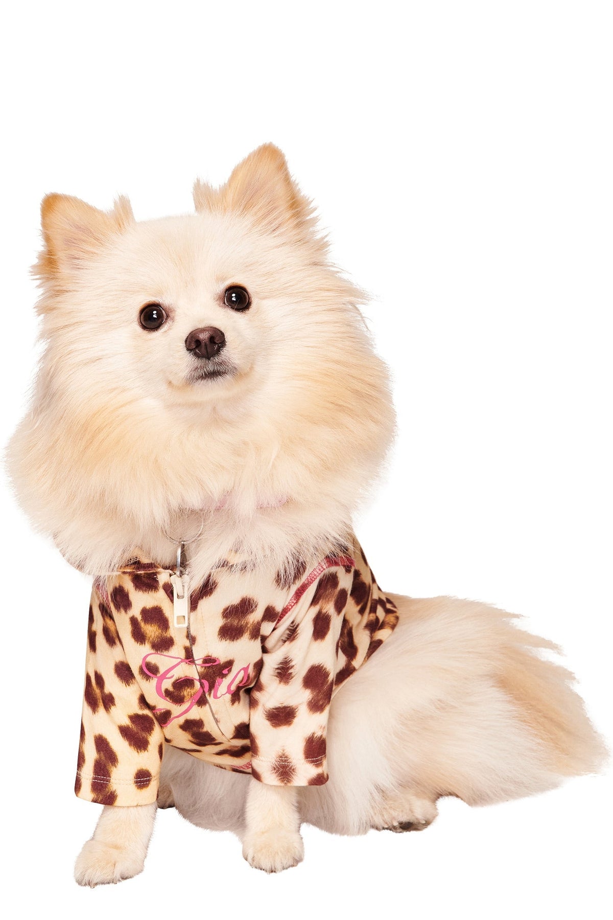 BLARE BEST FRIEND DOG HOODIE - WILD CARD